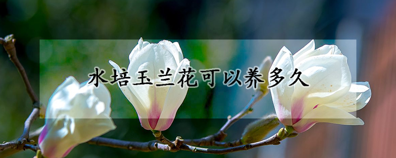 水培玉蘭花可以養(yǎng)多久