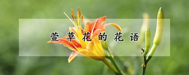 萱草花的花語(yǔ)