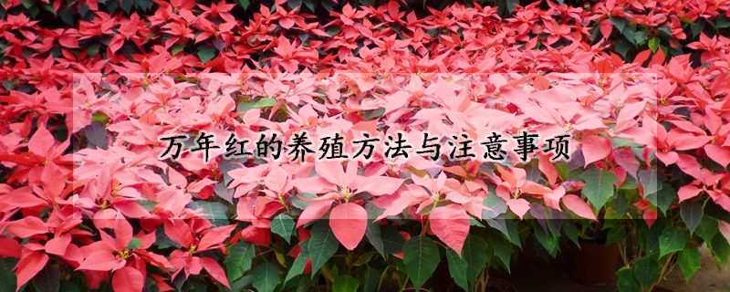 萬年紅的養(yǎng)殖方法與注意事項(xiàng)