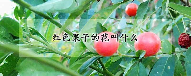 紅色果子的花叫什么