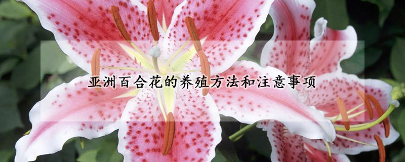 亞洲百合花的養(yǎng)殖方法和注意事項