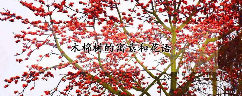 木棉樹(shù)的寓意和花語(yǔ)