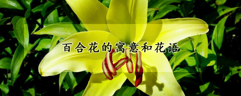 百合花的寓意和花語(yǔ)