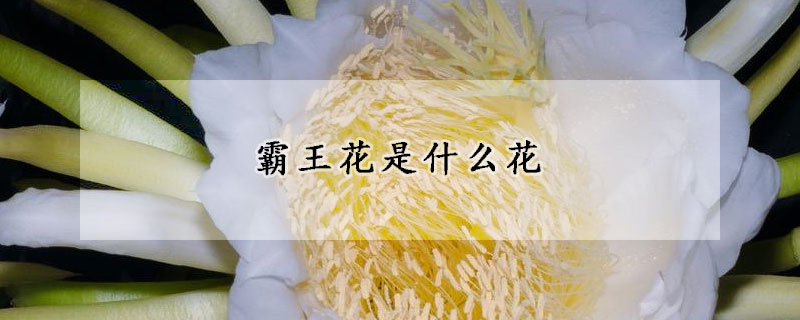 霸王花是什么花