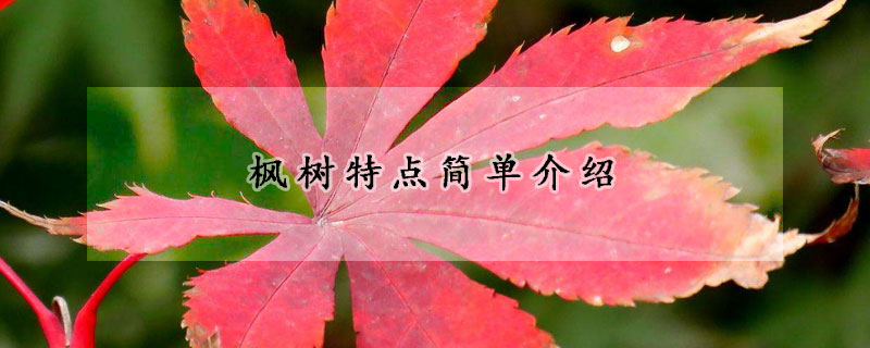 楓樹特點(diǎn)簡單介紹