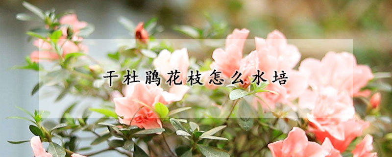 干杜鵑花枝怎么水培