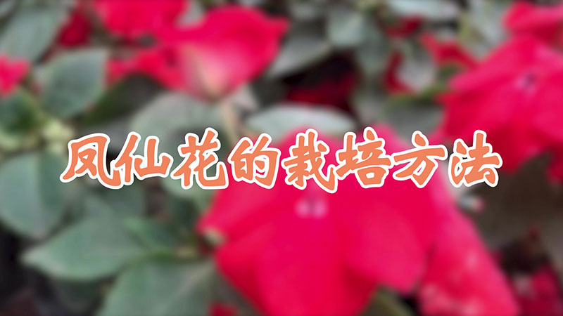 鳳仙花的栽培方法