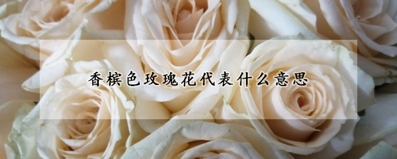 香檳色玫瑰花代表什么意思