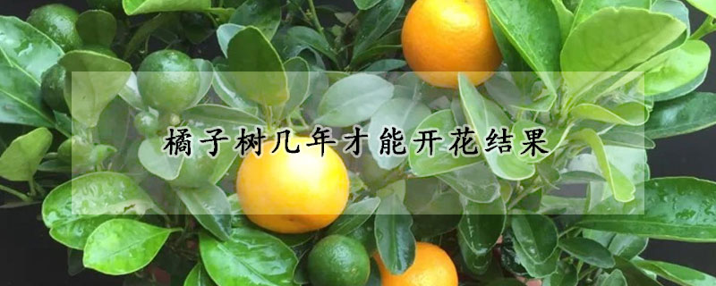 橘子樹幾年才能開花結果