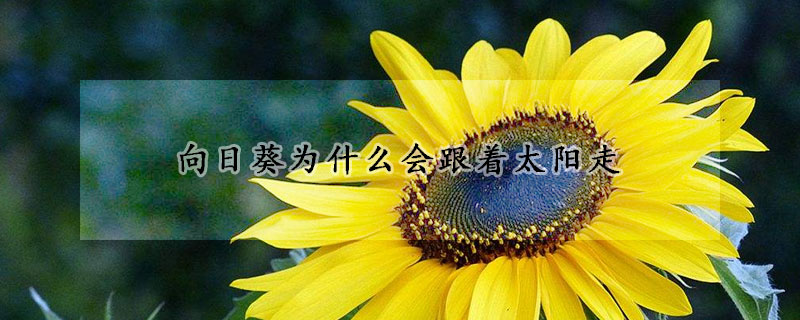 向日葵為什么會跟著太陽走