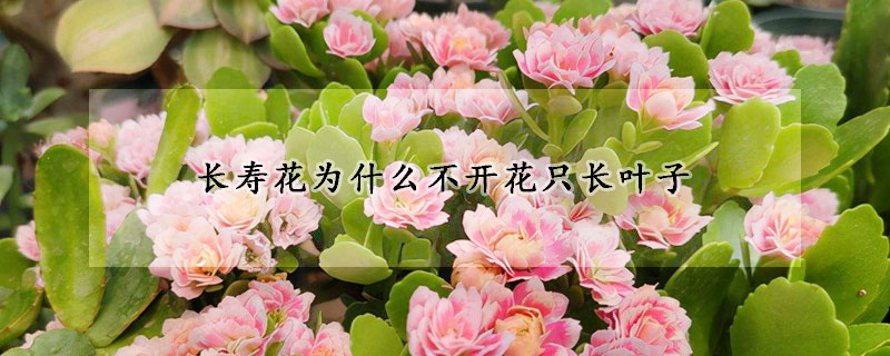 長壽花為什么不開花只長葉子