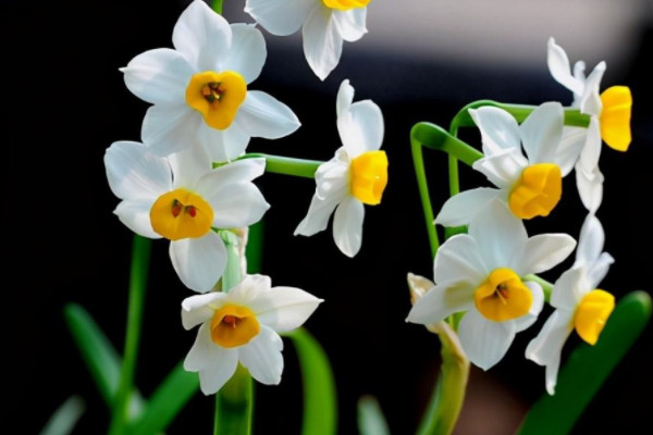 水仙花開花后怎么處理成種球