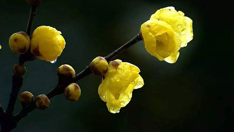 臘梅花怎么水養花期長