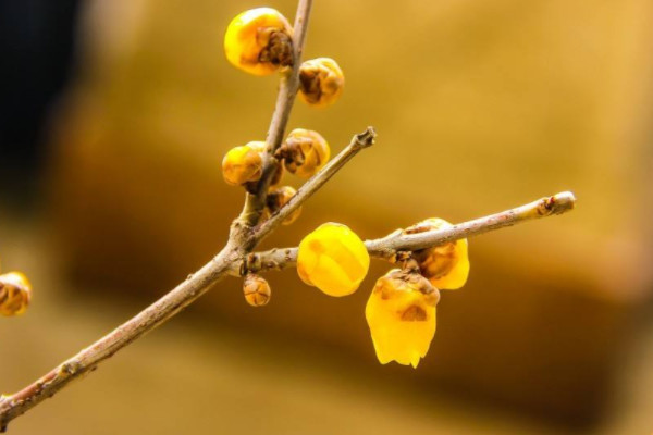 臘梅花怎么水養花期長