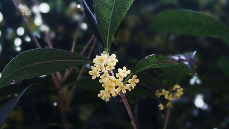 桂花樹是什么植物