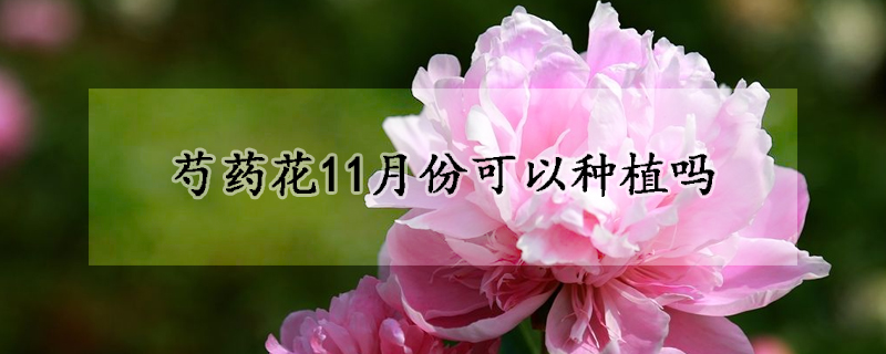 芍藥花11月份可以種植嗎