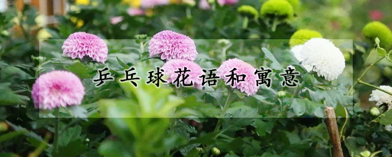 乒乓球花語(yǔ)和寓意