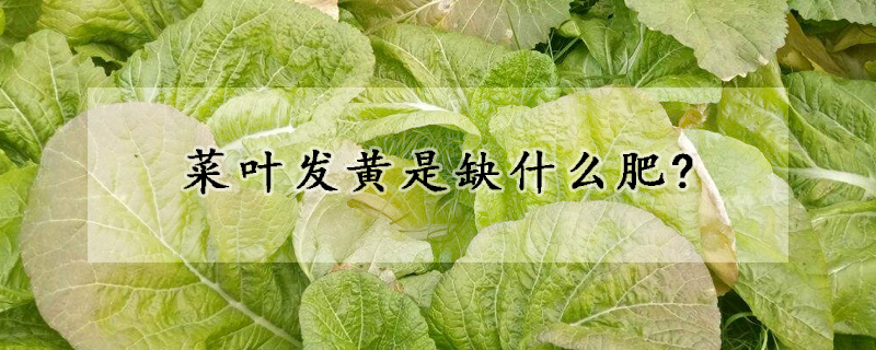 菜葉發黃是缺什么肥?