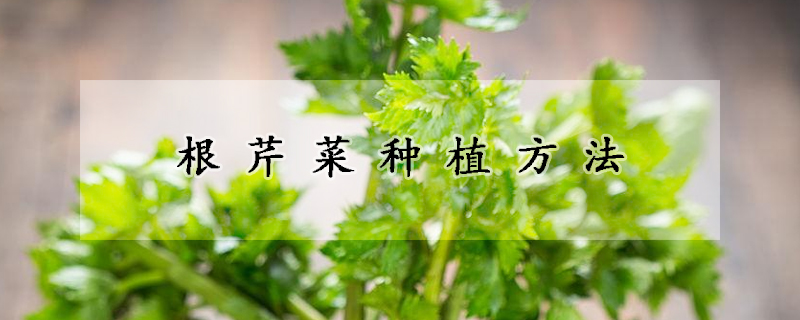 根芹菜種植方法