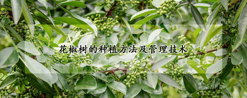 花椒樹的種植方法及管理技術(shù)