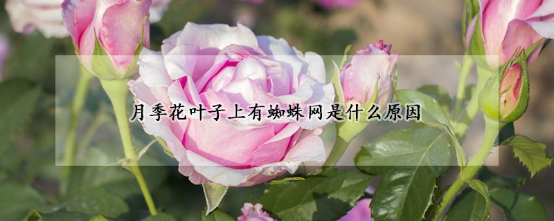 月季花葉子上有蜘蛛網(wǎng)是什么原因