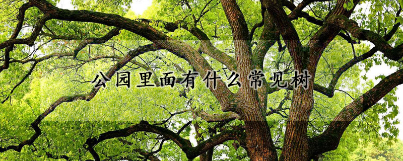 公園里面有什么常見樹