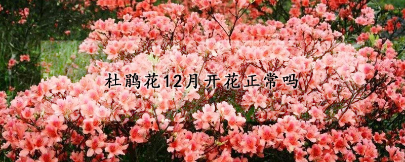 杜鵑花12月開花正常嗎