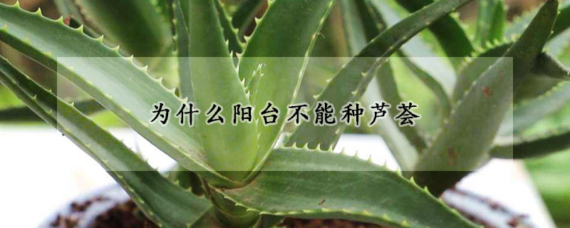 為什么陽臺不能種蘆薈