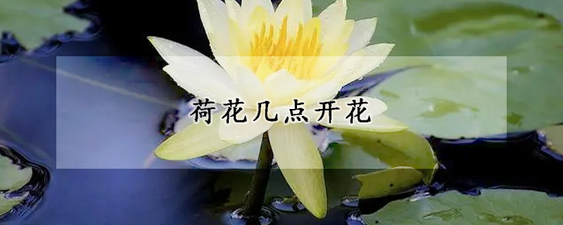 荷花幾點(diǎn)開(kāi)花