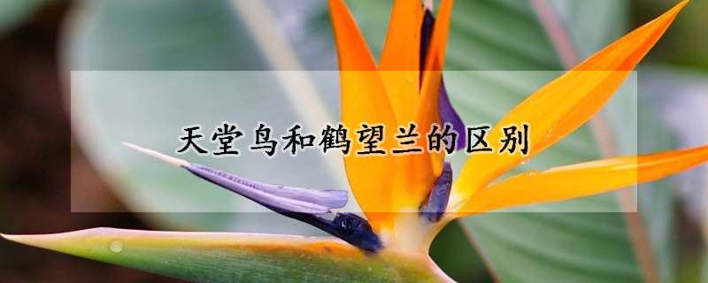 天堂鳥(niǎo)和鶴望蘭的區(qū)別