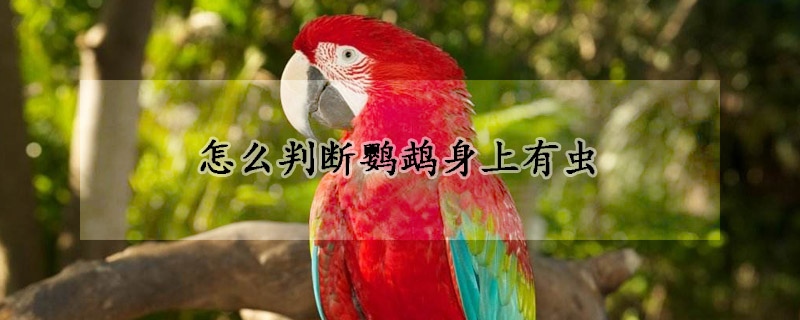 怎么判斷鸚鵡身上有蟲