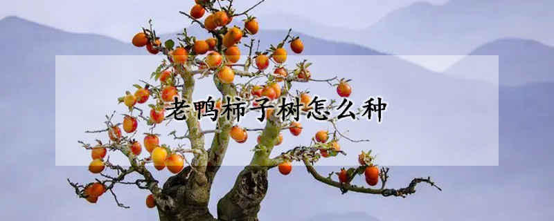 老鴨柿子樹怎么種