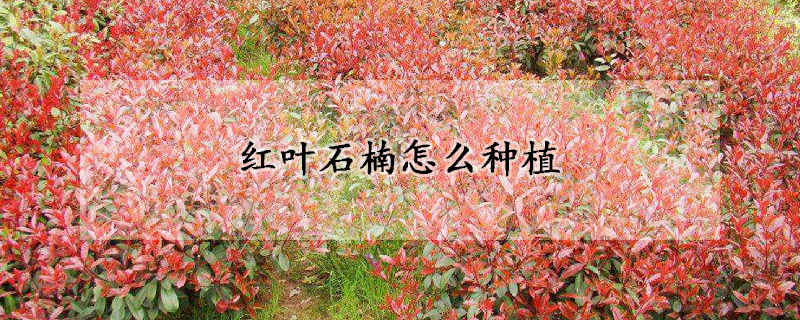 紅葉石楠怎么種植