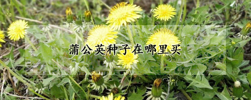 蒲公英種子在哪里買(mǎi)