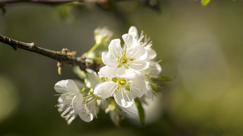 桃花和梅花怎么區(qū)分