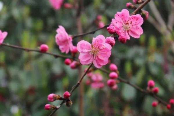 桃花和梅花怎么區(qū)分