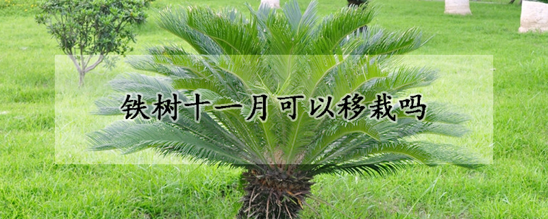 鐵樹(shù)十一月可以移栽嗎