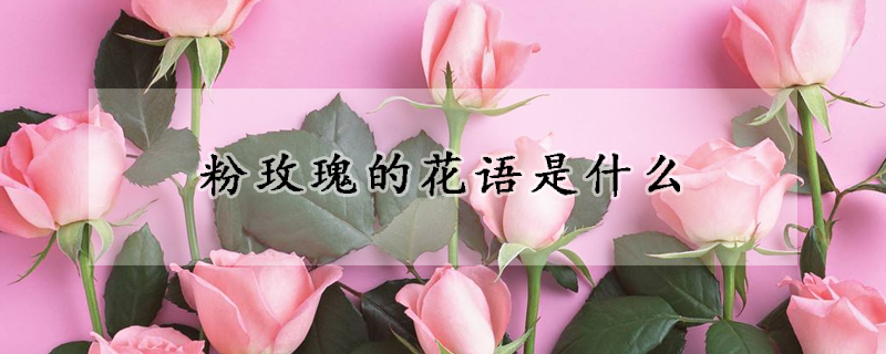 粉玫瑰的花語是什么