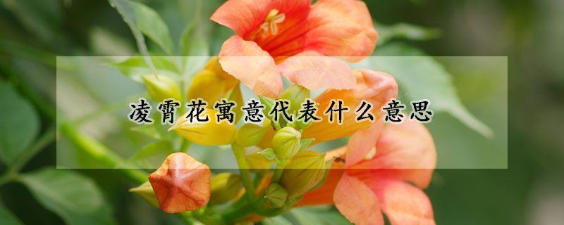 凌霄花寓意代表什么意思