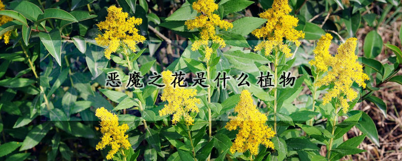 惡魔之花是什么植物