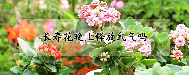 長壽花晚上釋放氧氣嗎