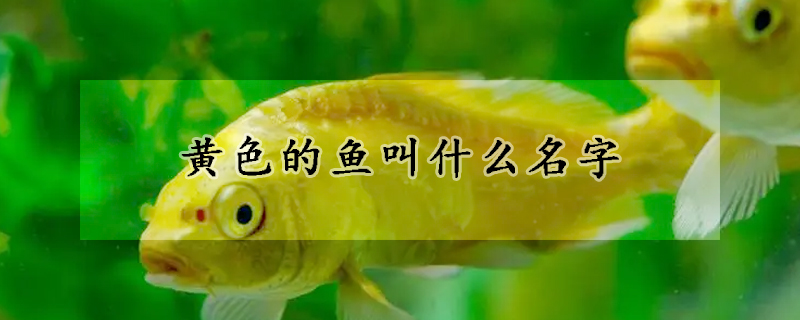 黃色的魚叫什么名字