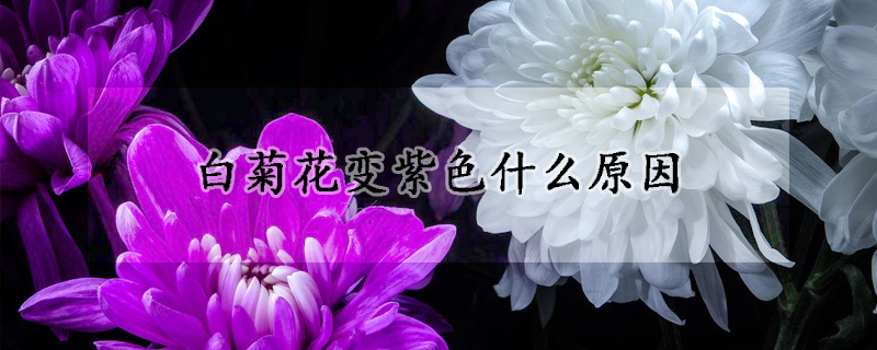 白菊花變紫色什么原因