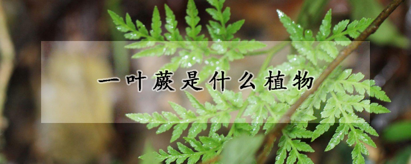 一葉蕨是什么植物