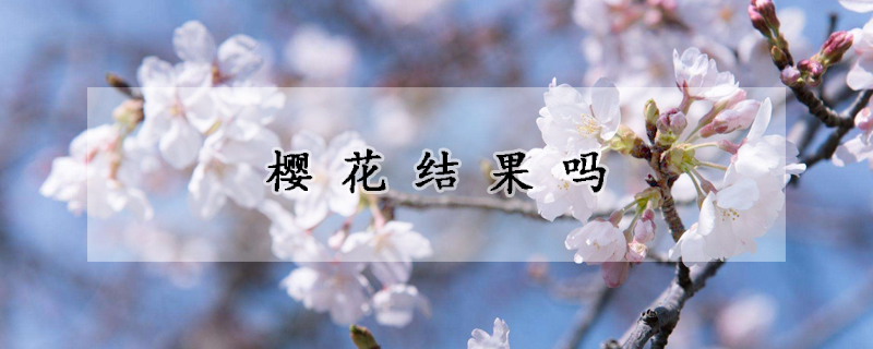 櫻花結(jié)果嗎