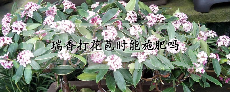 瑞香打花苞時(shí)能施肥嗎