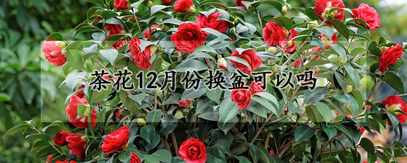 茶花12月份換盆可以嗎