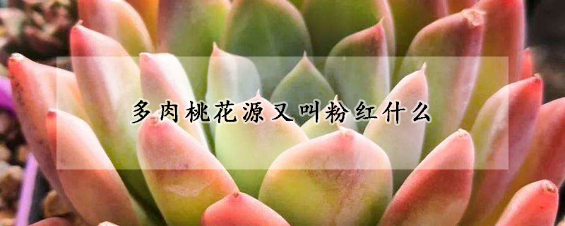 多肉桃花源又叫粉紅什么