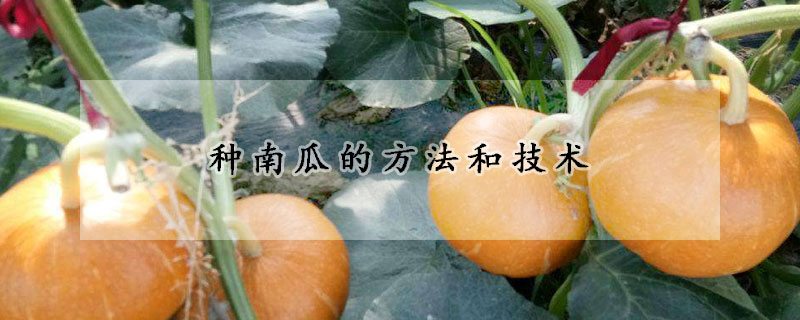 種南瓜的方法和技術(shù)