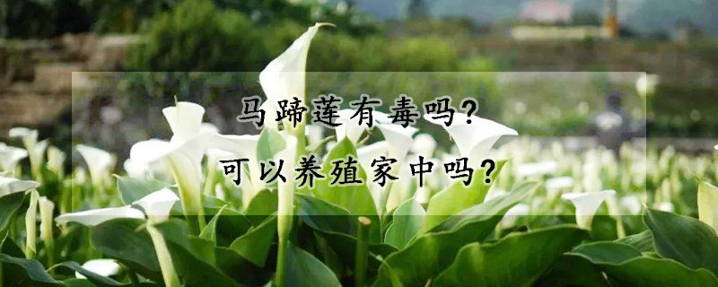 馬蹄蓮有毒嗎?可以養殖家中嗎?